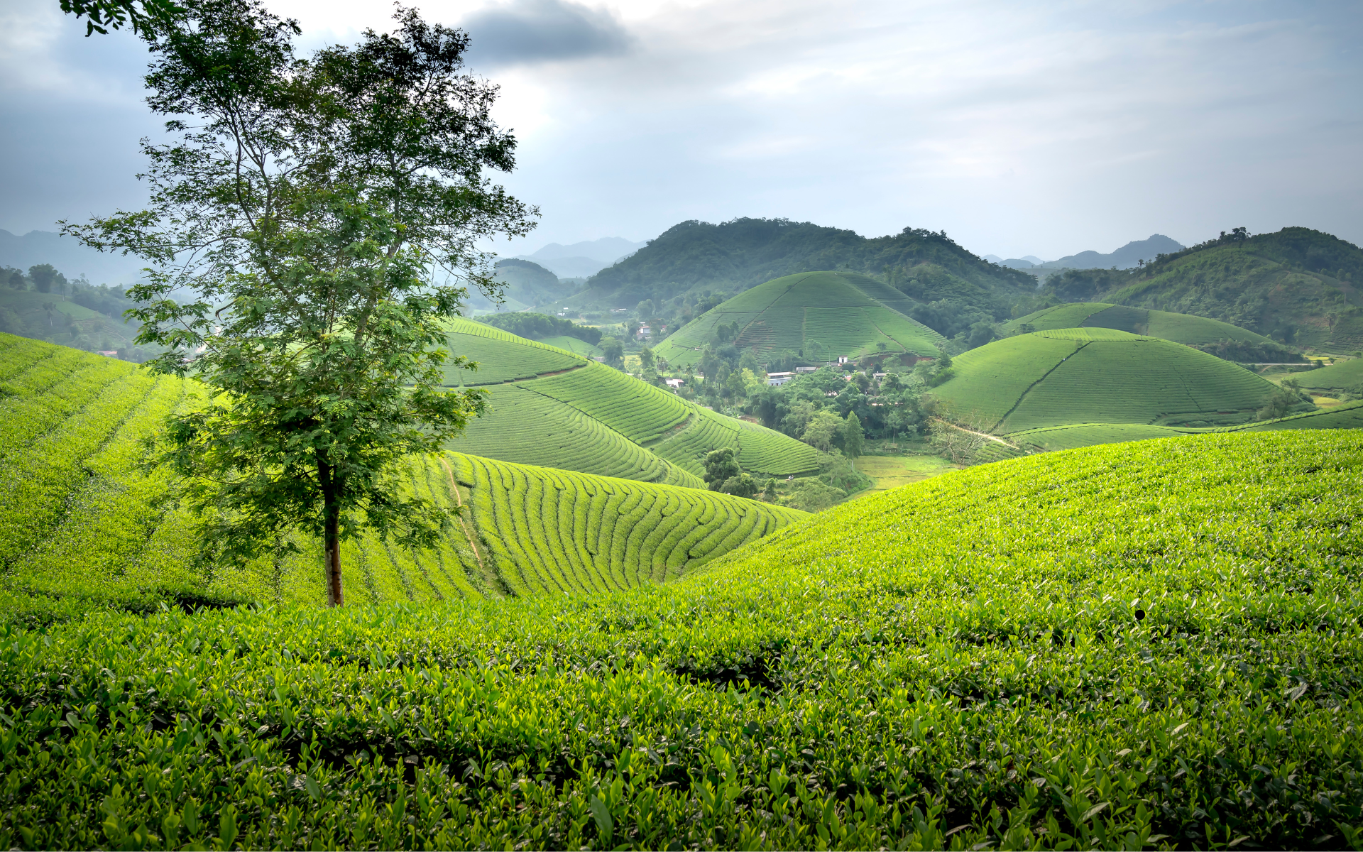 TRÀ XANH <br>THÁI NGUYÊN