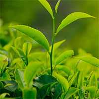 Giống Chè Chất Lượng