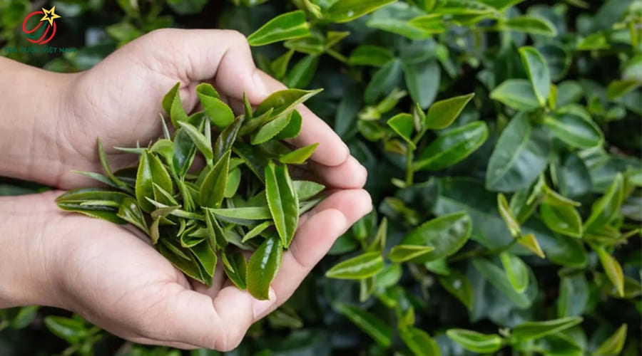 Chọn trà chất lượng là yếu tố quan trọng để uống trà xanh đúng cách