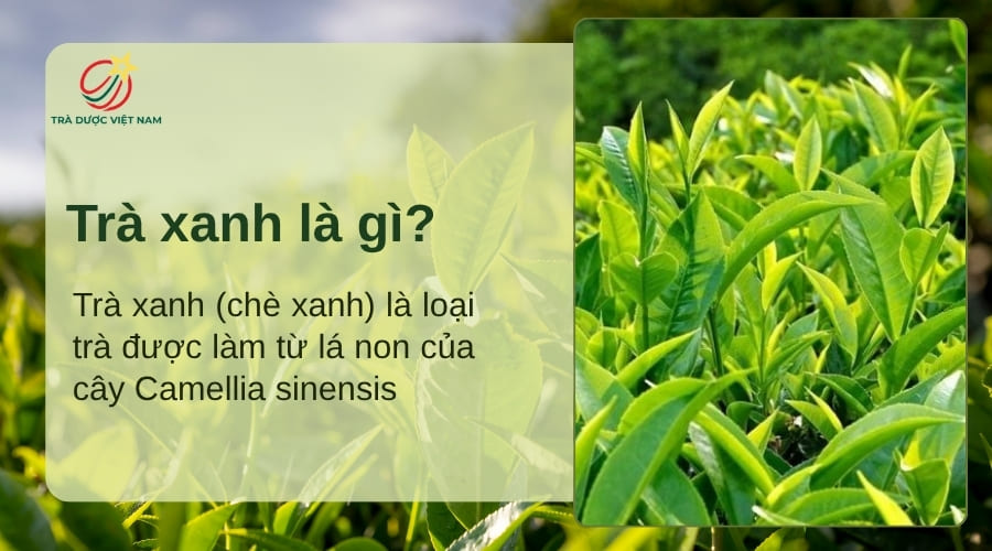 Trà xanh là loại trà được làm từ lá non của cây chè