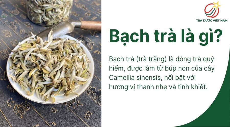 Bạch trà là loại trà chế biến từ búp non, có hương vị thanh nhẹ và tinh khiết