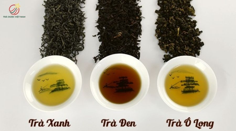Các giống chè phổ biến tại Việt Nam với đặc điểm và hương vị riêng biệt