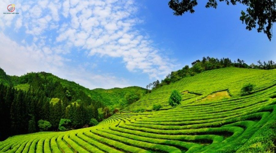 Lâm Đồng là vùng trồng chè có diện tích lớn nhất cả nước