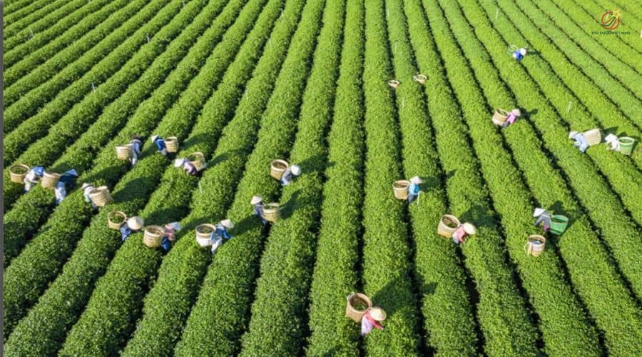 Chè được trồng nhiều nhất ở đâu