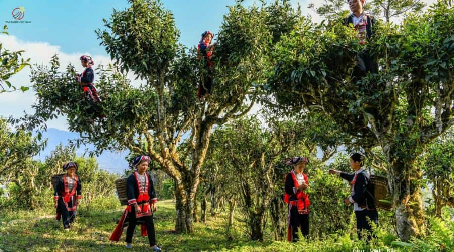 Trà Shan Tuyết được trồng nhiều nhất tại Hà Giang