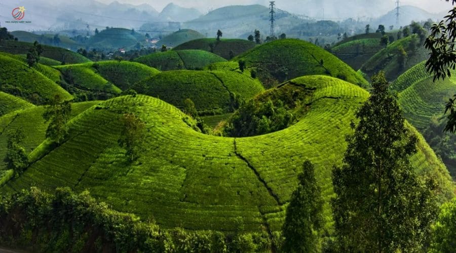 Phú thọ là cái nôi của nghề trồng chè