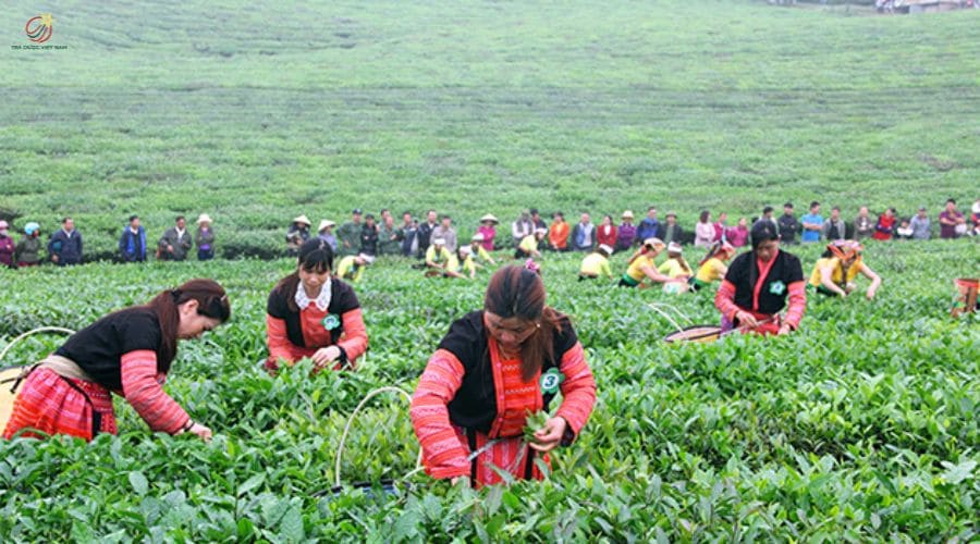 Sơn La - Tỉnh trồng chè với hương vị núi rừng Tây Bắc