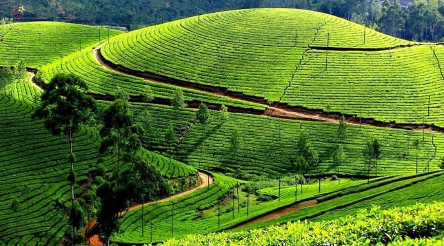 Diện tích chè ở tỉnh Thái Nguyên