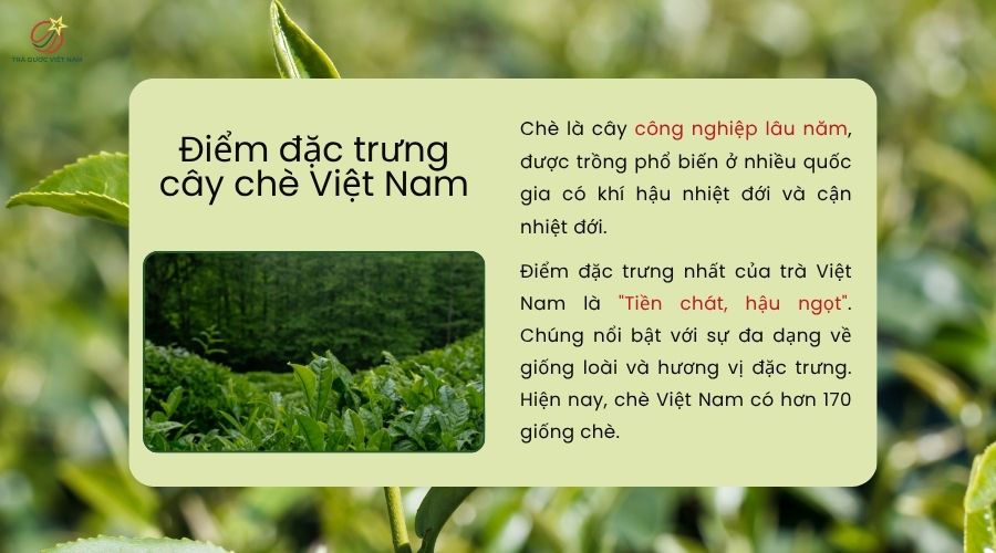 Cây chè Việt Nam và những đặc điểm riêng biệt