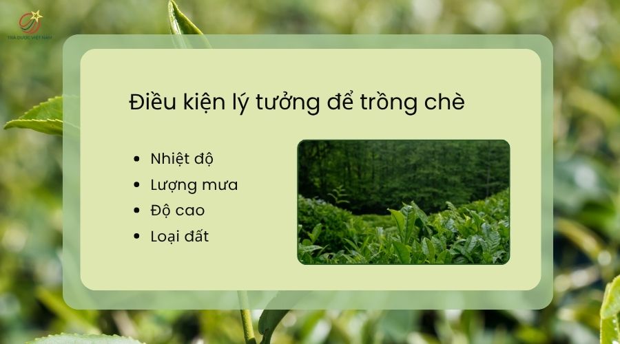 Điều kiện tốt để trồng được chè sản lượng cao