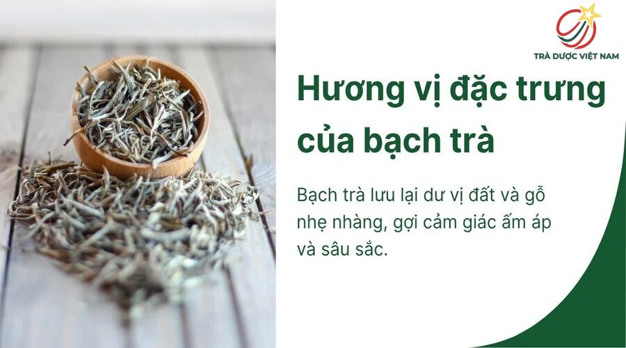 Bạch trà có hậu vị đất, gỗ nhẹ và ấm