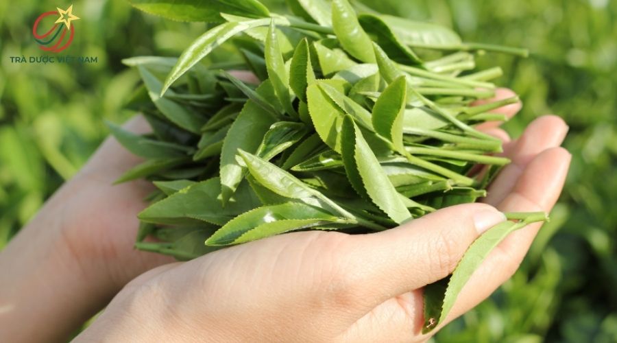 Nguyên liệu búp non tạo nên trà nõn tôm thượng hạng