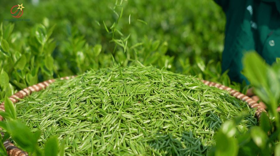 Nguyên liệu búp non tinh tuyển làm trà đinh đắt giá