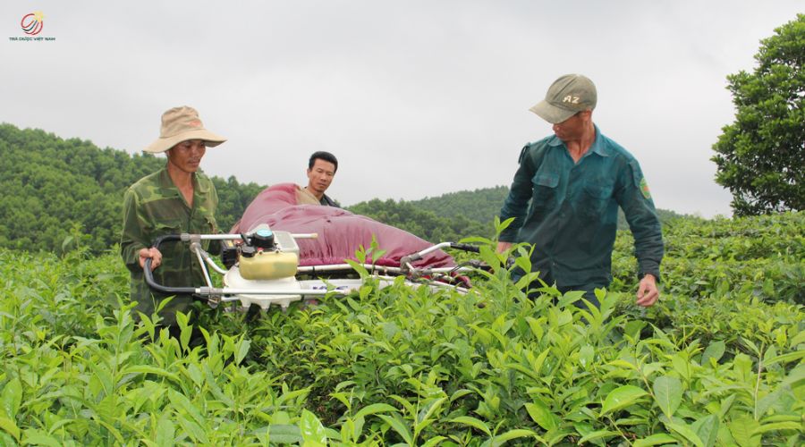 Hoạt động cắt chè thời nay