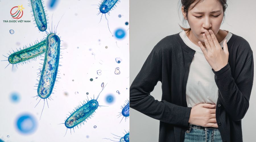 Trà đinh giúp giảm nguy cơ vi khuẩn xâm nhập cơ thể