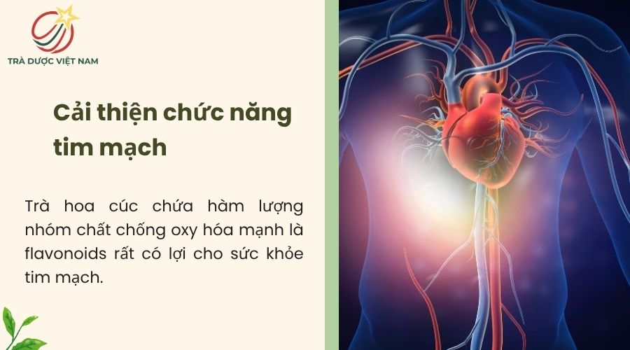 Uống trà hoa cúc giúp tim khỏe và hoạt động ổn định hơn