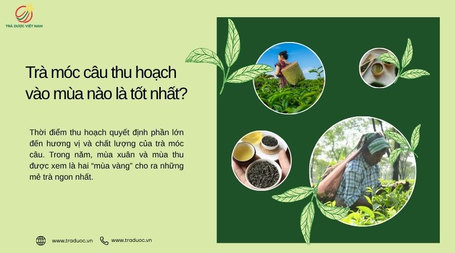 Thời điểm vàng thu hoạch trà móc câu