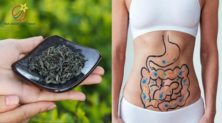 Trà móc câu giúp hệ tiêu hoá hoạt động tốt, hiệu quả hơn