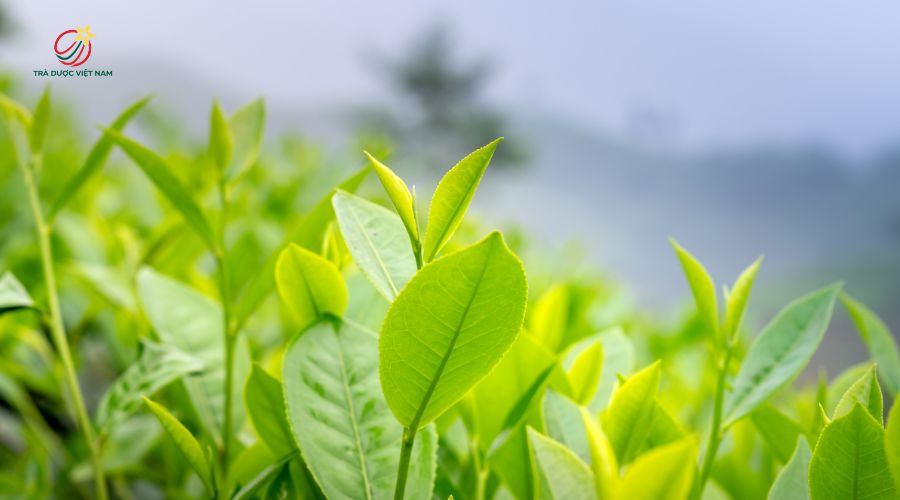 Trà vùng Bảo Lộc có nước trong xanh và chát dịu