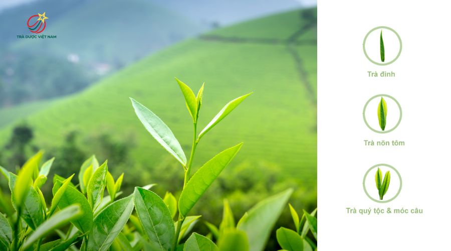Mỗi loại trà có quy chuẩn hái khác nhau