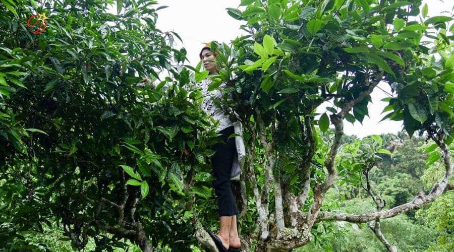 Trà Shan Tuyết Hà giang là vùng trà được đánh giá thơm và chất lượng cao nhất