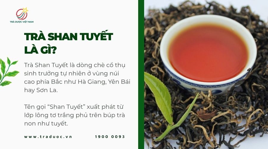 Trà Shan Tuyết là dòng chè cổ thụ vùng núi cao phía Bắc