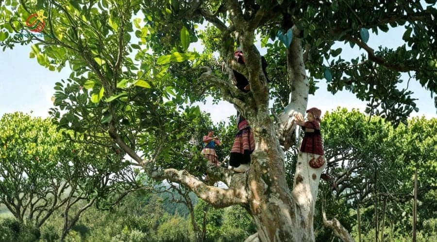 Lào Cai được đánh giá là vùng có nhiều cây Shan Tuyết cổ thụ hơn 500 năm