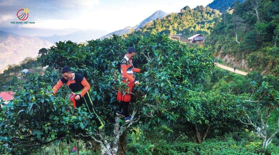 Shan Tuyết vùng này được đánh giá là thơm mùi khói và sương của trời