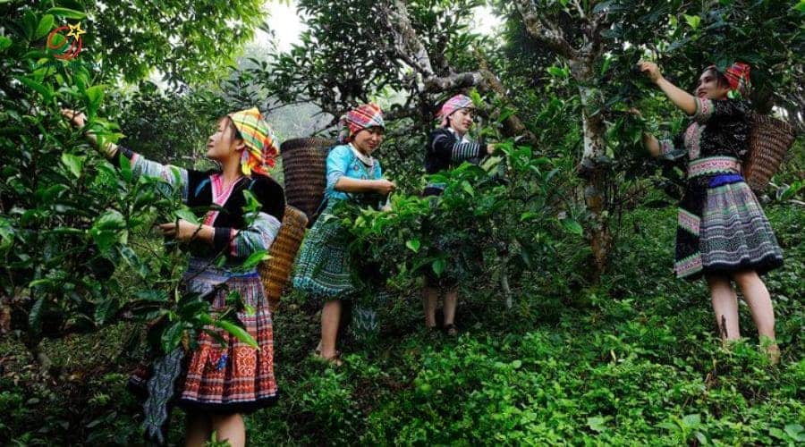Shan tuyết vùng này có mùi nhẹ nhàng, thanh tao