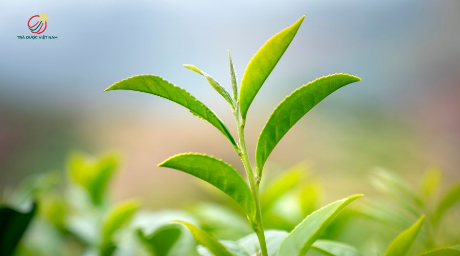Chất EGCG trong lá trà xanh giúp bảo vệ các tế bào