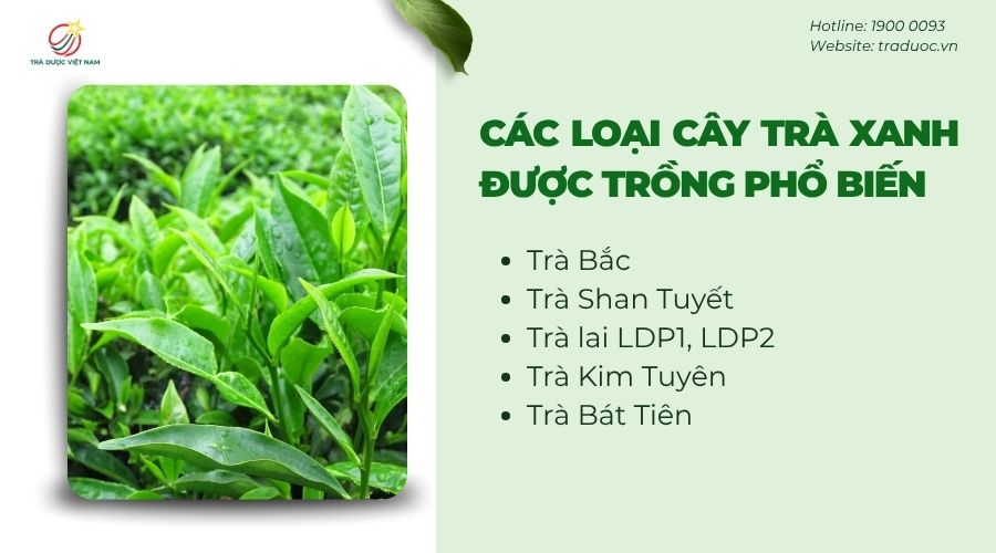 Một loại cây trà xanh phổ biến bạn có thể tham khảo để trồng