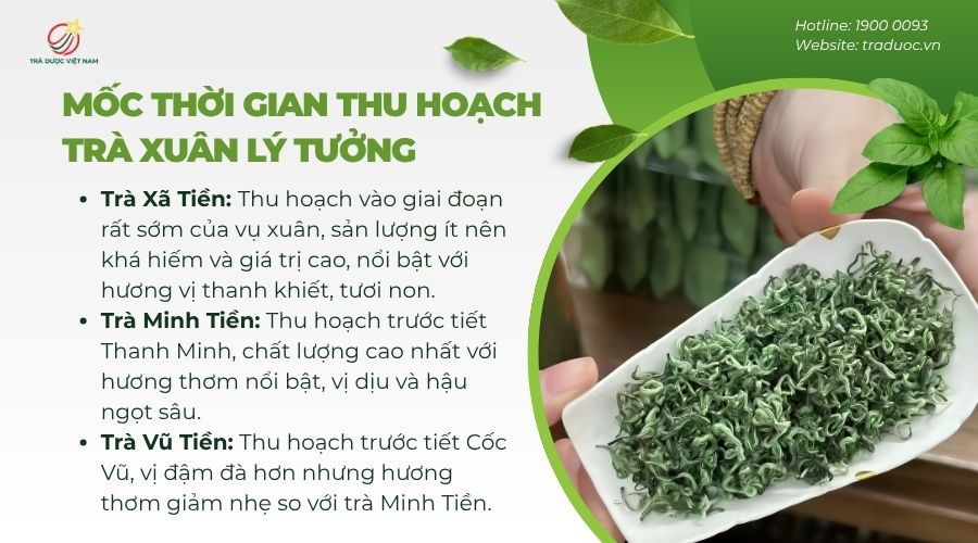 Trà được thu hoạch qua 3 mốc thời gian chính
