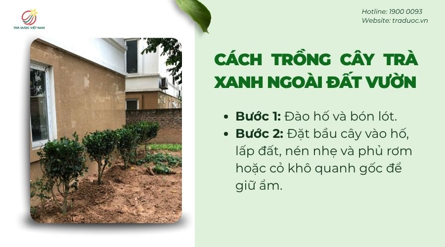 Hướng dẫn cách trồng cây trà xanh ở ngoài đất vườn