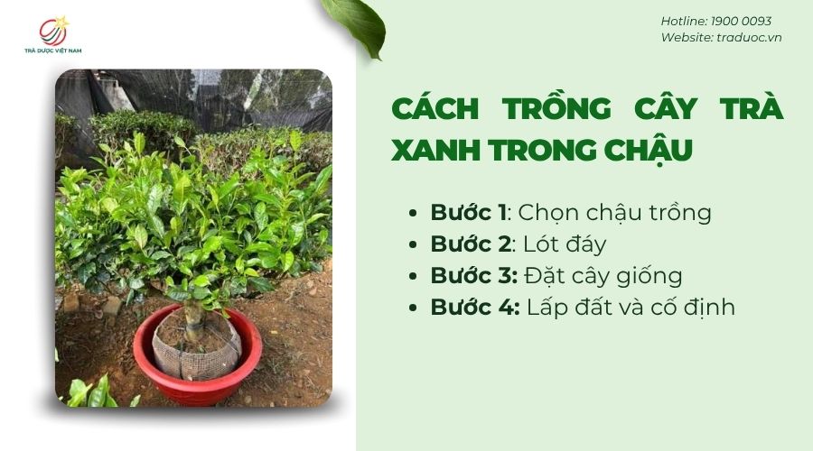 Các bước chi tiết trồng cây trà xanh trong chậu