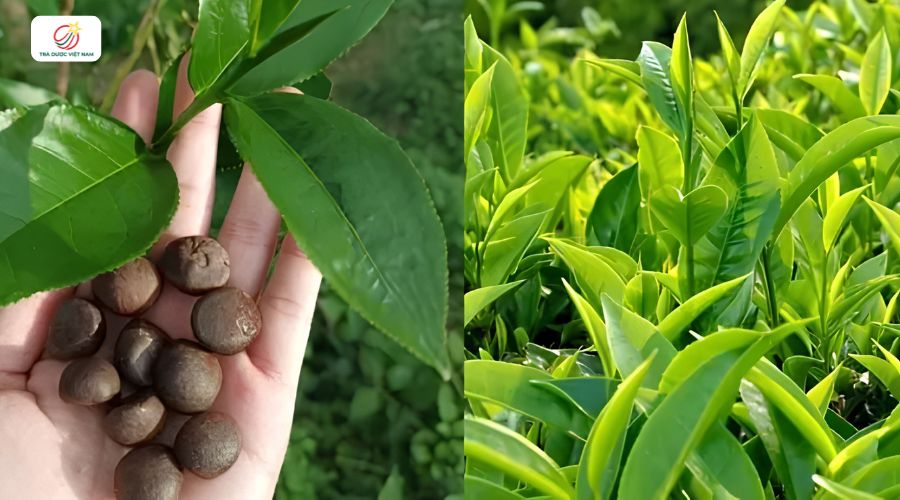 Quyết định trồng trà từ hạt hay từ cây con