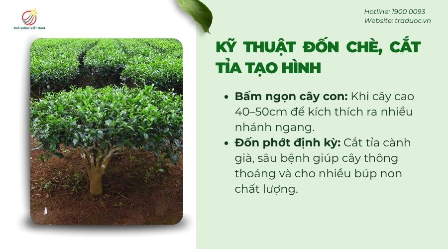 Đốn tỉa đúng cách giúp cây trà phân cành nhiều và cho nhiều búp chất lượng hơn