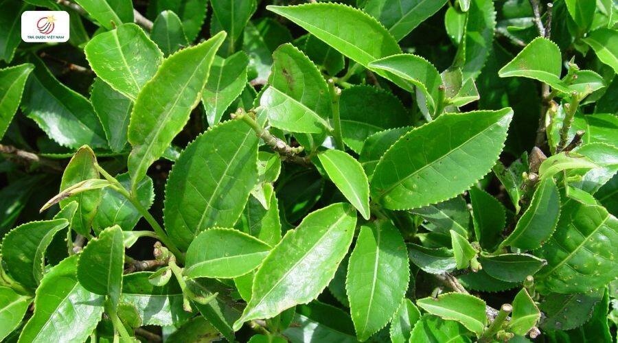 Lựa chọn giống cây trà xanh muốn trồng và phù hợp