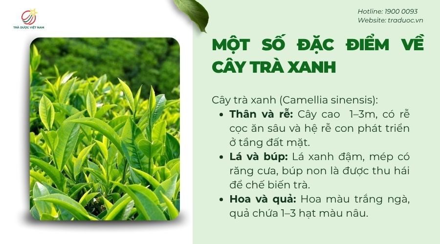 Cây trà xanh là cây bụi lâu năm, giàu chất chống oxy hóa, hợp khí hậu nhiệt đới