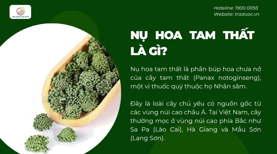 Phần búp hoa chưa nở của cây tam thất được gọi là nụ hoa tam thất