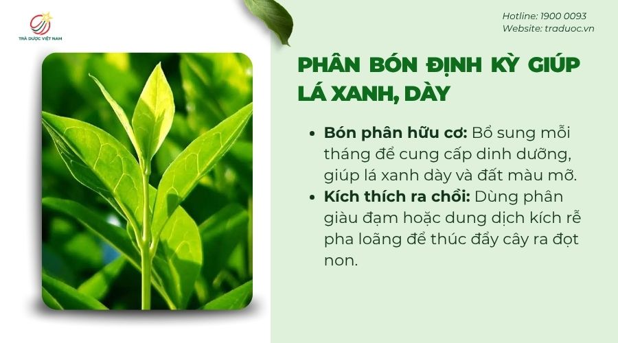 Bón phân đúng định kỳ giúp trà xanh, dày lá và ra nhiều đọt non