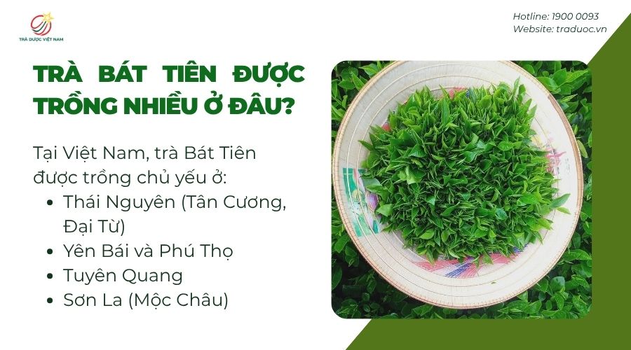 Một số nơi trồng Trà Bát Tiên nhiều tại Việt Nam