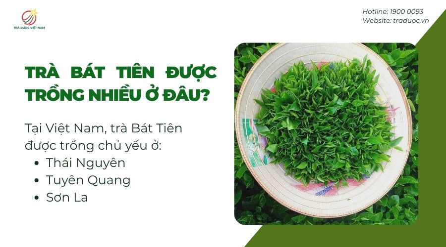 Một số nơi trồng Trà Bát Tiên nhiều tại Việt Nam