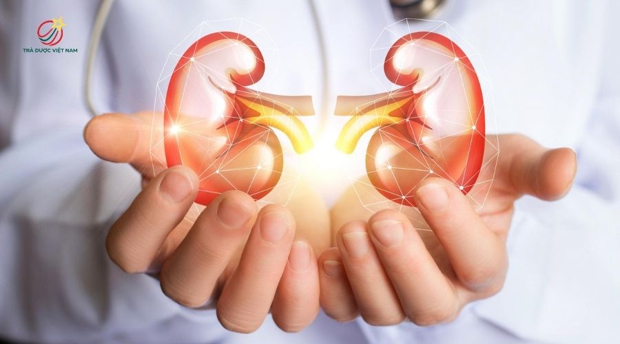 Trà Bụp giấm giúp làm sạch đường tiết niệu và giảm tích tụ cặn trong thận