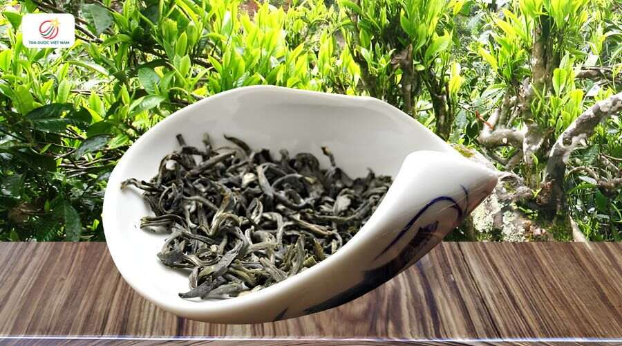 Trà Shan Tuyết cổ thụ vụ xuân với búp phủ lông tơ trắng