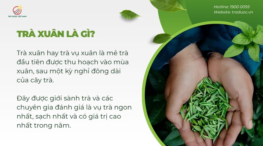 Trà xuân là trà được thu hoạch vào mùa xuân