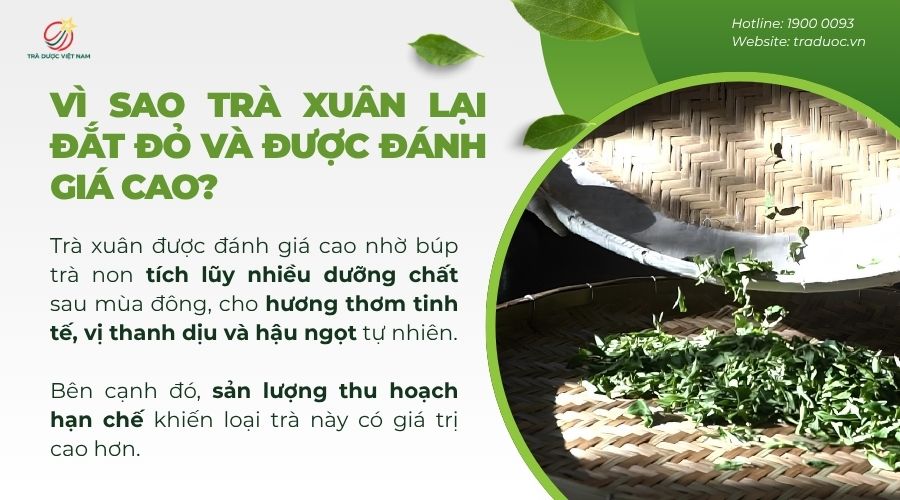 Trà được đánh giá cao vì hội tụ nhiều yếu tố chất lượng cao