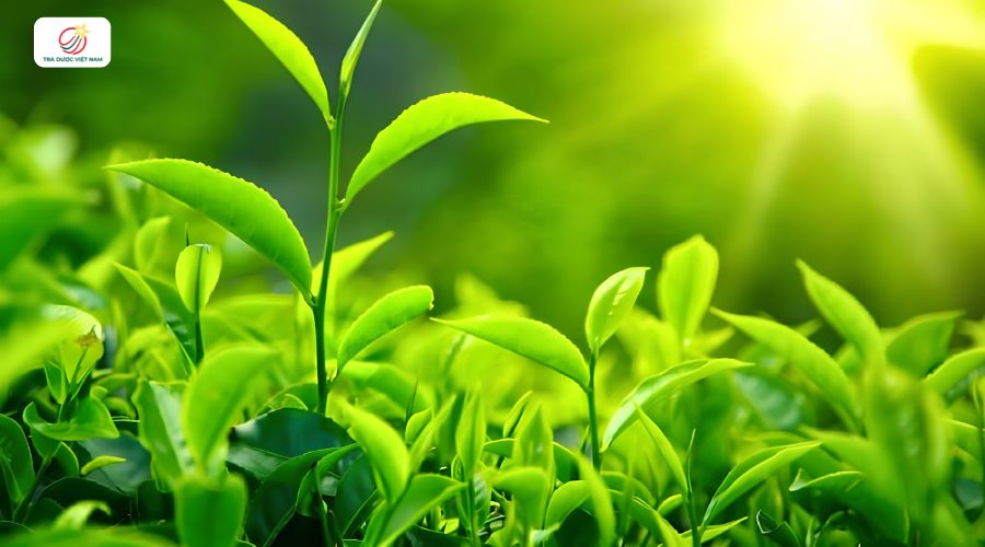 Cây trà xanh cần nắng sáng để có thể sinh trưởng và phát triển tốt
