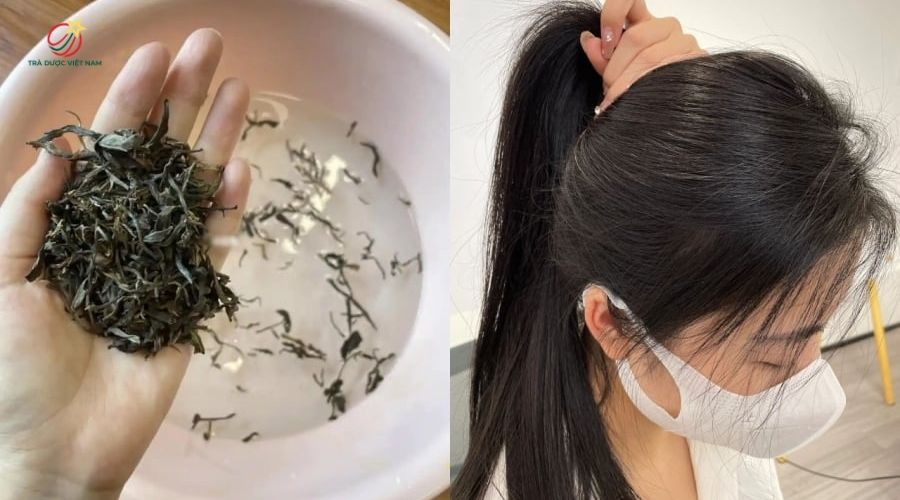 Xả tóc bằng nước trà xanh giúp làm sạch gàu